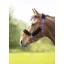 Shires Fleece Lined Headcollar in Purple