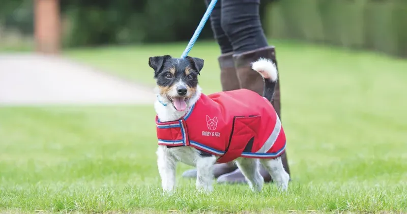Digby and Fox Waterproof Dog Coat in Red 