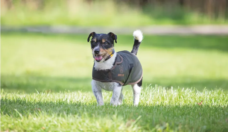 Digby and Fox Wax Large Coat in Olive