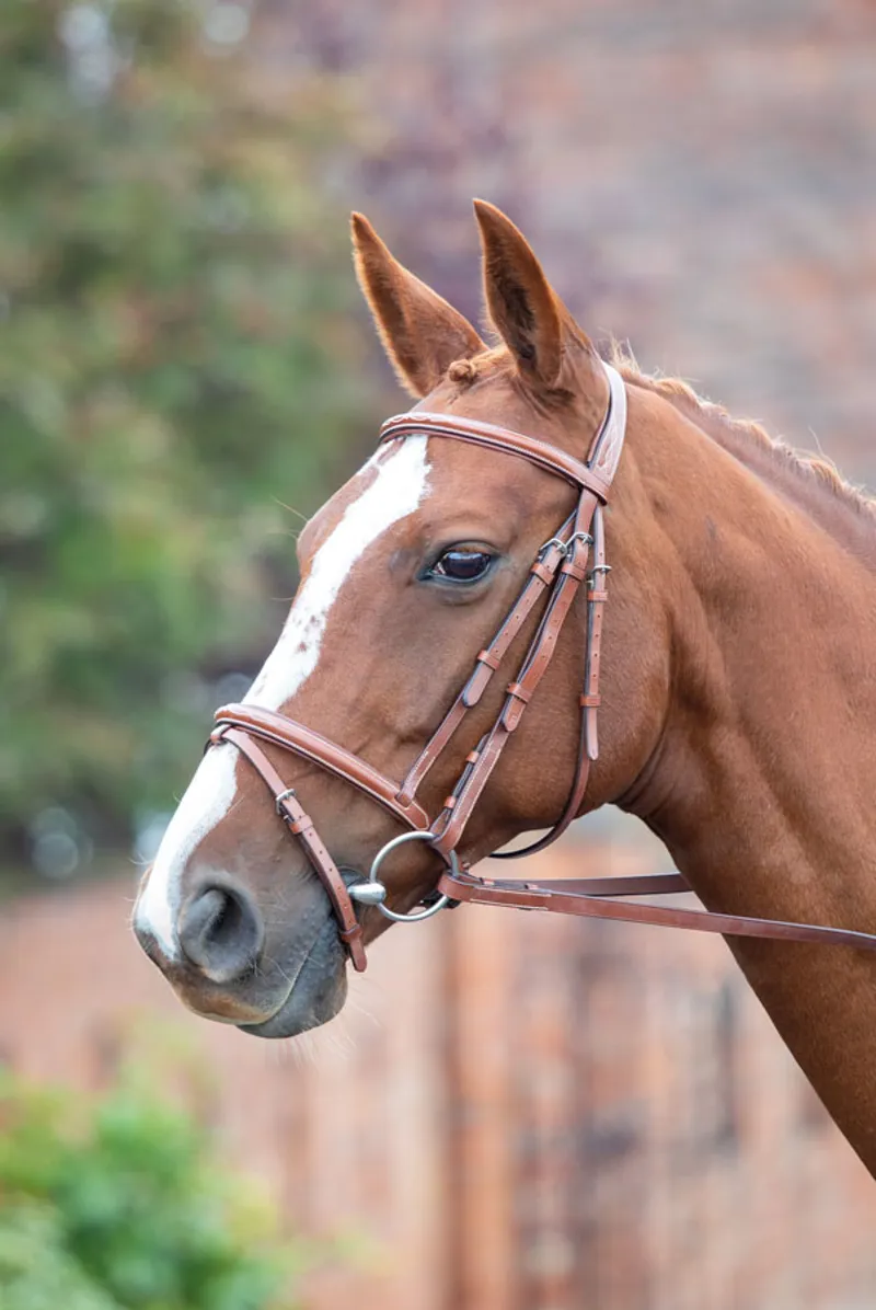 Avignon Padded Raised Flash Bridle - Oak