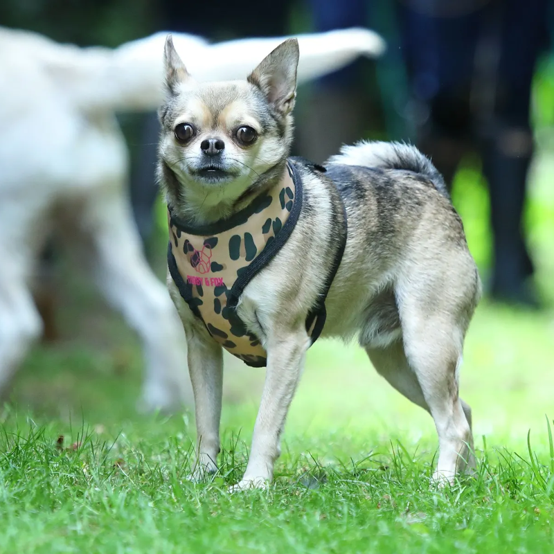 Digby and Fox Print Harness in Leopard-1